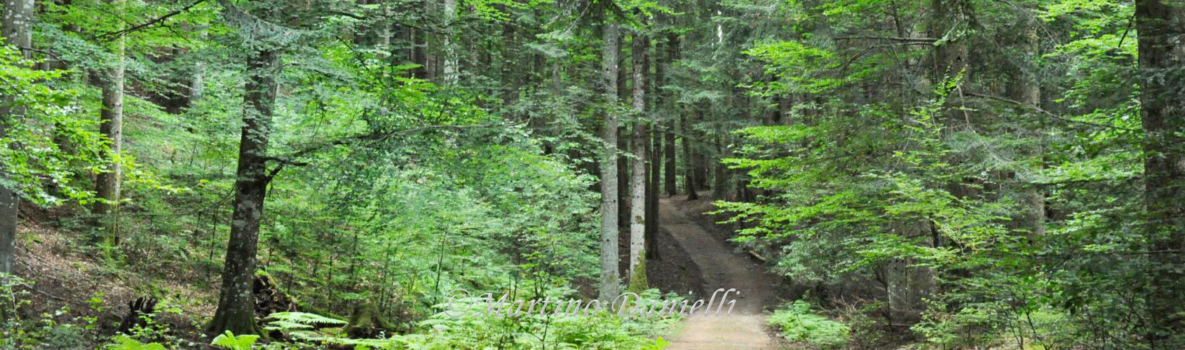 foresta.jpg