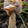 Funghi & Licheni